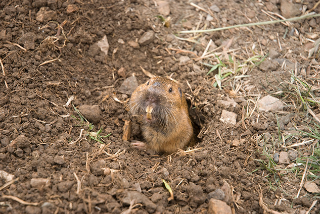 gopher