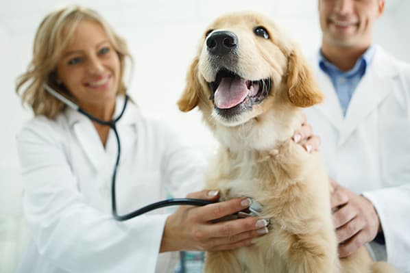 woman and man examing a golden retriever