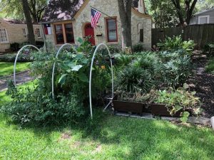 House with Tomatoes