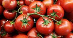 group of tomatoes