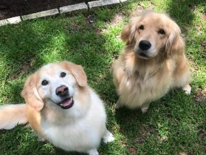 Two Golden Retrievers