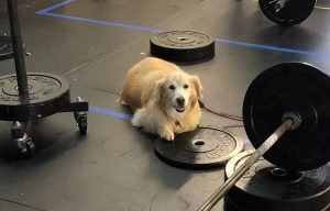 Dog at Gym