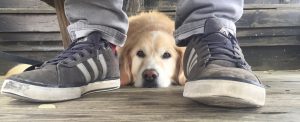 dog between feet