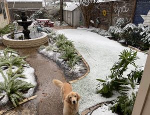 Snow in Backyard