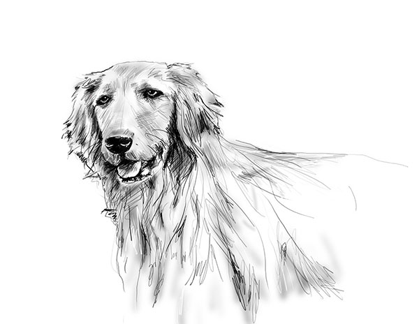 Drawing of a dog